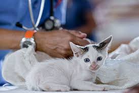 Our plans do not cover elective procedures, such as tail docking, ear cropping, and claw removal. Feline Eye Conditions Learn What They Are Animal Eye Associates P A