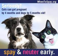Have You Heard Spay Neuter Animal Advocacy Assistance Dog Animal Shelter