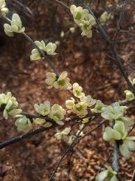 Image result for Cleistochlamys