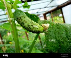 Image result for Mealybug cucumber