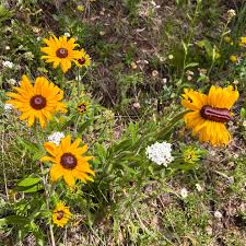 Image result for Renealmia susanneae-katziae