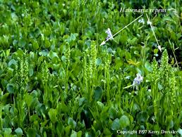 Image result for Habenaria myodes