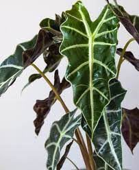 Shop Potted Indoor Houseplants Bloomscape Plants Alocasia Plant Plant Leaves Turning Yellow