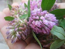 Pin On Home Remedies