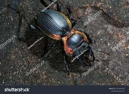 Image result for Mostuea batesii
