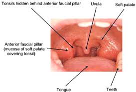 When you think about changing your lifestyle and taking up a weight loss diet, any thoughts about cheese may not be at the very top of the list, but you may be able to enjoy cheese and its health benefits more than you think. Healthy Healthy Tonsils Vs Unhealthy Images