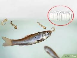 The Tale Of Our Banded Tilapia: Freshwater Fish In Our Garden Pond –  Letting Nature Back In