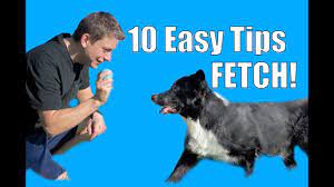June 2, 2021 12 views 0. 10 Easy Tips For Teaching Your Dog A Reliable Fetch Youtube