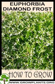 Can plant at closer spacings if trellised. Euphorbia Diamond Frost How To Grow Care