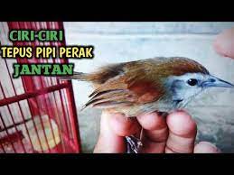 17 january 2021 / ari bird. Ciri Ciri Burung Tepus Perak Jantan Youtube