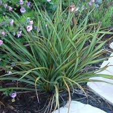 Image result for Phormium