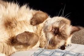 Hair from your furry friends can be very frustrating when it finds its way onto your clothes while it can take a little work to remove pet hair, it can be done! Top Tips For Removing Cat Hair Preventing Excessive Shedding Hepper