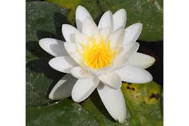 Image result for Nymphaea lotus