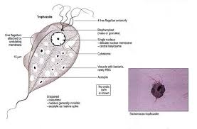 Image result for trichomonas images