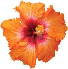 Check spelling or type a new query. Download Hibiscus Png Hd Orange Hibiscus Flower Png Png Image With No Background Pngkey Com