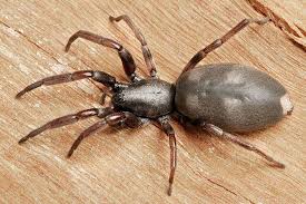 Itsy bitsy spider (pearl) james bond jr. Myth Four Spiders Falsely Accused Of Harm Burke Museum