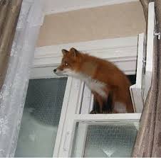 Ablacim Firefox Guncel Mi Evet Eyvallah Sorayim Dedim Pic Twitter Com 2vnbf1k513