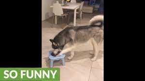 Check spelling or type a new query. Crazy Husky Makes Gigantic Mess Drinking Water Youtube