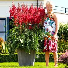 Rote Riesenprachtspiere Mighty Red Quin Schattenpflanzen Schattenpflanzen Garten Liebesgras