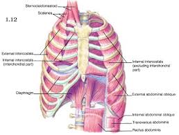 Rib cage muscles (page 1). Rib Cage Muscle Pain Free Image Download
