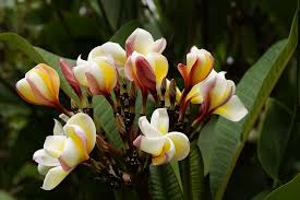 Maybe you would like to learn more about one of these? Hd Wallpaper Frangipani Temple Tree Plumeria Flower White Yellow Summer Wallpaper Flare