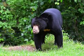 No doubt that animals.id is one of the most productive group in indonesia to assist law enforcement agencies to imprison wildlife criminals. Five Endangered Species In Indonesia Hideaway Report Hideaway Report