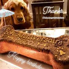 Merci Pour Cette Superbe Photo De Pisco Avec Son Grand Gateau Os Personnalise Quelle Delice Lbpchiensfamille Gateauchien Annive Pisco Boulangerie Novelty
