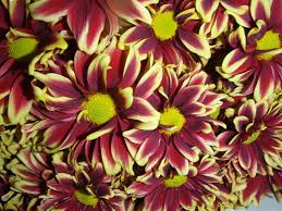 It is part of the new york metropolitan area and is part of the state's skylands region, a term promoted by the new jersey commerce, economic growth, & tourism commission to encourage tourism. Orange County Wholesale Flowers Wholesale Flowers Beautiful Flowers Flowers