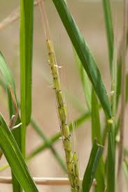 Image result for Oryza barthii