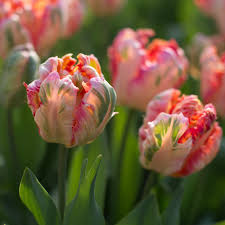 Florets favorites: Tulips - Floret Flowers