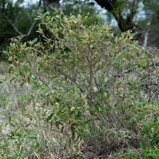 Image result for Croton gratissimus