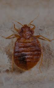 With over 30 years of experience in the pest. Pest Control Lexington Sc The Original Bugman Pest Control Inc