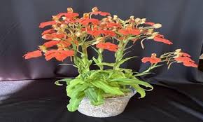 Image result for Habenaria kyimbilae
