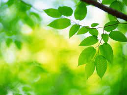 We did not find results for: How Artificial Photosynthesis Works Howstuffworks