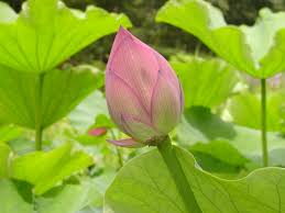 Check spelling or type a new query. Basho S Lotus Flowers Akita International Haiku Network