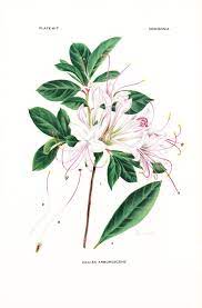 1936 Botany Print Azalea Arborescens Sweet Azalea Etsy Botanical Illustration Botanical Art Illustration