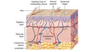 Biol 2401 Unit 2 Exam Ch 5 The Integumentary System Flashcards Quizlet