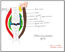 L'argile verte, remède de cheval pour les tendinites. Molette Cheval Soin Tendon Le Paturon