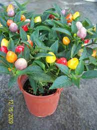 The peppers start out a brilliant purple and turn yellow to orange to red, with all stages of the pepper present on the. Bolivian Rainbow Chilli Chili Pepper Bolivian Rainbow A Really Stunning Pepper Plant