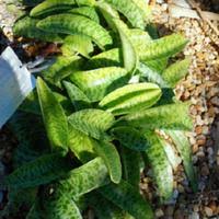 Image result for Ledebouria luteola