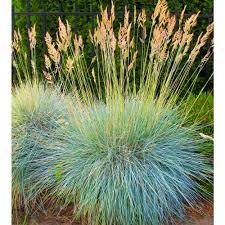 'elijah blue' fescue grass is one of the most popular, no fuss ornamental grasses. Online Orchards 1 Gal Elijah Blue Fescue Grass Icy Blue Ornamental Grass Adds Gorgeous Color To Any Landscape Gror003 The Home Depot