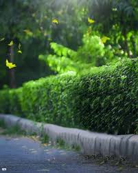 Find & download free graphic resources for background. Green Nature Photo Editing Background Hd Download 2021 Background Hd Cbeditz Com