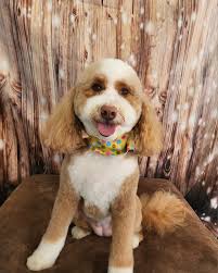 The Doggie Bag & Day Spaw (@doggiebagnh) • Facebook