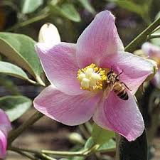 Image result for Lagunaria patersonia