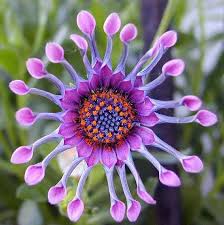 Pin On Flowers