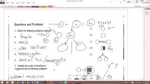 Female, unaffected male, unaffected female, affected male, affected siblings are placed in birth order from left to right and are labeled with numbers. Pedigree Analysis Worksheet Answers Pedigree Analysis Worksheet