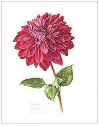 Image Result For Dahlia Botanicals Flower Sketches Botanical Illustration Botanical Drawings