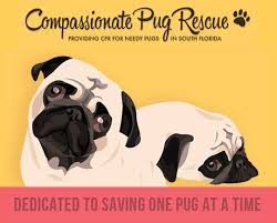 When i adopted bella, i rescued her but she rescued me right back! Pets For Adoption At Compassionate Pug Rescue Of South Florida In Miami Fl Petfinder