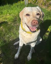 Fundraiser by Lina Mamut : Save Potato: Emergency Vet Funds Needed