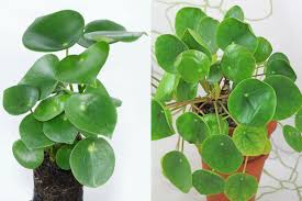 Check spelling or type a new query. Coin Leaf Peperomia Peperomia Polybotrya